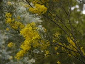 Acacia boormanii - Photo J. Lulham