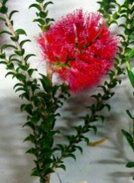 Melaleuca coccinea (Goldfields bottlebrush)