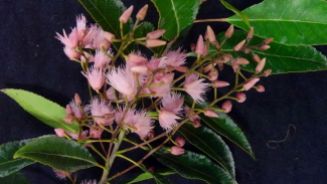 Elaeocarpus reticulatus (Blueberry Ash)