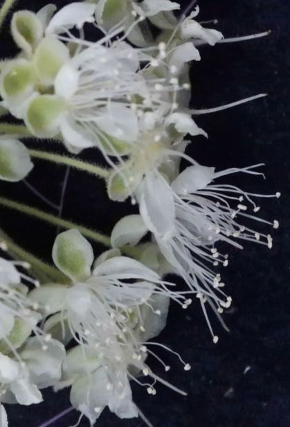 Backhousia citriodora (close-up)