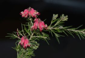 Grevillea rosmarinifolia 'Scarlet Sprite' ?