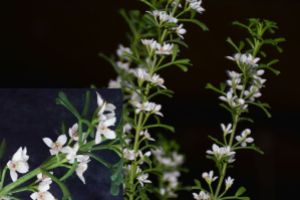Boronia anemonifolia ssp variabilis