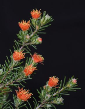 Eremaea pauciflora