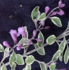 Prostanthera ovalifolia variegated