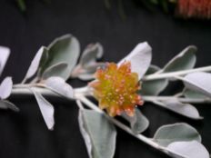 Diplolaena grandiflora (Wild Rose