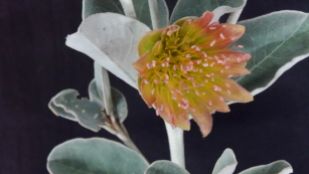 Diplolaena grandiflora (Wild Rose)