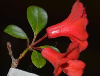 Rhododendron lochiae