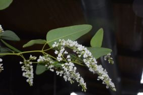 Hardenbergia violacea (white form)