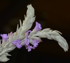 Eremophila nivea (Silky Eremophila)