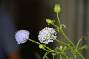 Trachymene coerulea (Blue Lace flower, Rottnest Island daisy)